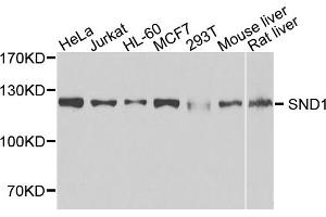 Western blot analysis of extracts of various cell lines, using SND1 antibody (ABIN5973481) at 1/1000 dilution. (SND1 antibody)