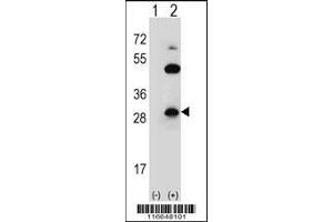 Western blot analysis of CLDN2 using rabbit polyclonal CLDN2 Antibody (Y224) using 293 cell lysates (2 ug/lane) either nontransfected (Lane 1) or transiently transfected (Lane 2) with the CLDN2 gene. (Claudin 2 antibody  (C-Term))