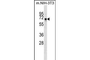 NDOR1 Antibody (Center) (ABIN1538074 and ABIN2849016) western blot analysis in mouse NIH-3T3 cell line lysates (35 μg/lane). (NDOR1 antibody  (AA 207-234))