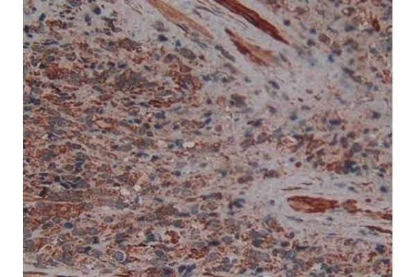 PLAA antibody  (AA 162-312)