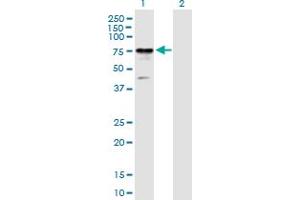 Western Blot analysis of RIOK2 expression in transfected 293T cell line by RIOK2 MaxPab polyclonal antibody. (RIOK2 antibody  (AA 1-552))