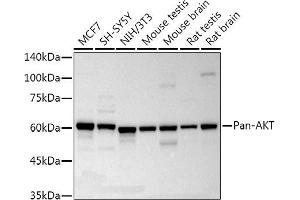 Western blot analysis of extracts of various cell lines, using Pan-AKT Rabbit mAb antibody (ABIN7265519) at 1:10000 dilution. (AKT 1/2/3 antibody)