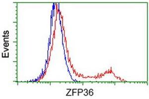 HEK293T cells transfected with either RC202049 overexpress plasmid (Red) or empty vector control plasmid (Blue) were immunostained by anti-ZFP36 antibody (ABIN2454204), and then analyzed by flow cytometry. (ZFP36 antibody)