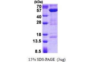 Image no. 1 for STAM Binding Protein (STAMBP) protein (His tag) (ABIN1098520)