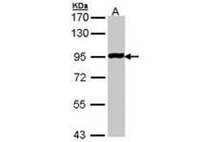 Image no. 1 for anti-G Protein-Coupled Receptor 114 (GPR114) (AA 2-253) antibody (ABIN467487) (GPR114 antibody  (AA 2-253))