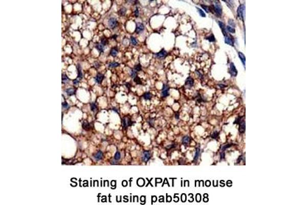 PLIN5 antibody  (AA 300-400)