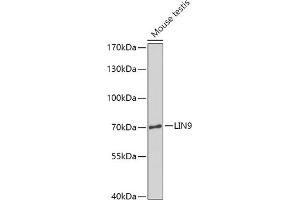 Western blot analysis of extracts of Mouse testis, using LIN9 antibody (ABIN7268270) at 1:1000 dilution. (LIN9 antibody  (AA 350-470))