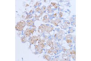 Immunohistochemistry of paraffin-embedded rat pancreas using NME6 antibody (ABIN7268942) at dilution of 1:100 (40x lens).