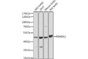 Western blot analysis of extracts of various cell lines, using PSMD11 antibody (ABIN7269587) at 1:2000 dilution. (PSMD11 antibody  (AA 253-422))