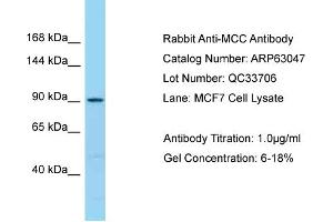 Western Blotting (WB) image for anti-Mutated in Colorectal Cancers (MCC) (C-Term) antibody (ABIN2789347) (MCC antibody  (C-Term))