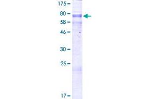 CSNK1G3 Protein (AA 1-423) (GST tag)