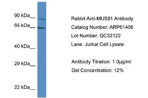 Western Blotting (WB) image for anti-MUS81 Endonuclease Homolog (MUS81) (Middle Region) antibody (ABIN786418) (MUS81 antibody  (Middle Region))