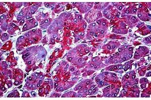 Human Pancreas: Formalin-Fixed, Paraffin-Embedded (FFPE) (WBP1 antibody  (AA 165-174))