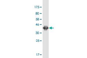 Western Blot detection against Immunogen (36. (PBXIP1 antibody  (AA 480-578))