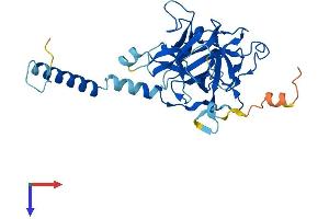 AlphaFold protein structure predicition of Human Recombinant CFAP161 Protein, UniprotID Q6P656 (C15orf26/CFAP161 Protein (AA 1-301) (His tag))