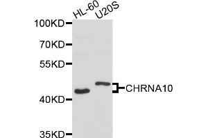Western blot analysis of extracts of HL60 and U20S cells, using CHRNA10 antibody. (CHRNA10 antibody)