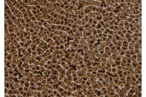 ABIN6272886 at 1/100 staining Rat liver tissue by IHC-P. (S100A14 antibody  (N-Term))