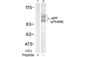 Western blot analysis of extracts from mouse brain tissue using APP(Phospho-668) Antibody(Lane 2) and the same antibody preincubated with blocking peptide(Lane1). (APP antibody  (pThr668))