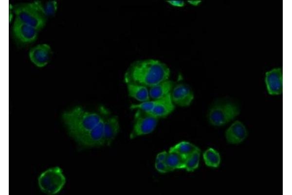 FREM2 antibody  (AA 1986-2127)