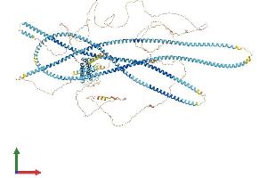 AlphaFold protein structure predicition of Mouse Recombinant Ankrd26 Protein, UniprotID Q811D2