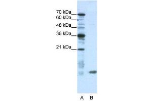 SLIRP antibody  (N-Term)