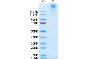 SDS-PAGE (SDS) image for HLA Class I Histocompatibility Antigen, alpha Chain G (HLAG) (AA 25-305), (Tetramer) protein (PE,His-Avi Tag,Peptide (RIIPRHLQL)) (ABIN7274819)