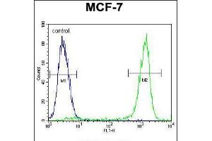 Flow cytometric analysis of MCF-7 cells (right histogram) compared to a negative control cell (left histogram). (ZNF829 antibody  (AA 127-155))
