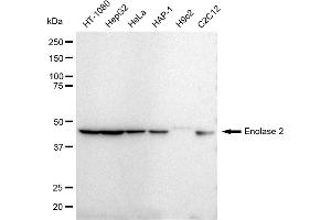 Western blotting analysis using Enolase 2 antibody (ABIN7798449).