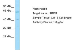 Host: Rabbit Target Name: LRRC1 Sample Type: 721_B Whole Cell lysates Antibody Dilution: 1. (LRRC1 antibody  (C-Term))