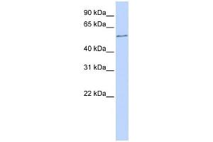 WB Suggested Anti-ONECUT2 Antibody Titration:  0. (ONECUT2 antibody  (N-Term))