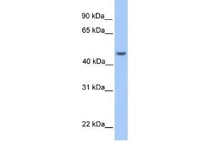 ASB6 antibody used at 1 ug/ml to detect target protein.