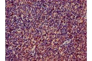 Immunohistochemistry of paraffin-embedded human lymph node tissue using ABIN7142825 at dilution of 1:100 (RPL4 antibody  (AA 12-91))