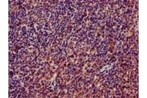 Immunohistochemistry of paraffin-embedded human lymph node tissue using ABIN7142825 at dilution of 1:100