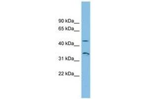 Image no. 1 for anti-RHBG (AA 35-84) antibody (ABIN6744869)