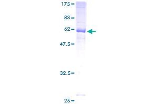 JAM2 Protein (AA 29-298) (GST tag)