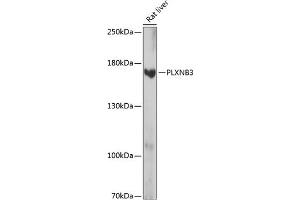 Western blot analysis of extracts of rat liver, using PLXNB3 antibody (ABIN7269424) at 1:1000 dilution. (Plexin B3 antibody  (AA 1050-1250))