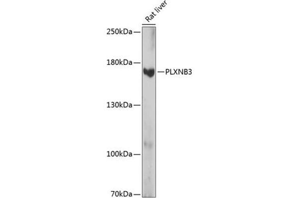 Plexin B3 antibody  (AA 1050-1250)