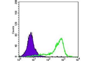 Flow cytometric analysis of K562 cells using CRTC1 mouse mAb (green) and negative control (purple). (CRTC1 antibody)
