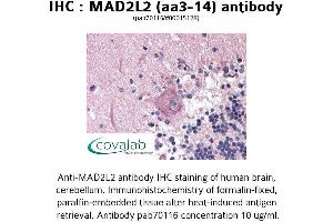 Image no. 1 for anti-MAD2 Mitotic Arrest Deficient-Like 2 (MAD2L2) (AA 3-14) antibody (ABIN1736665) (MAD2L2 antibody  (AA 3-14))