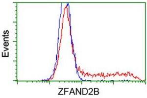 HEK293T cells transfected with either RC203822 overexpress plasmid (Red) or empty vector control plasmid (Blue) were immunostained by anti-ZFAND2B antibody (ABIN2454250), and then analyzed by flow cytometry. (ZFAND2B antibody)