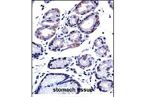 G3BP1 Antibody (C-term) ((ABIN657707 and ABIN2846698))immunohistochemistry analysis in formalin fixed and paraffin embedded human stomach tissue followed by peroxidase conjugation of the secondary antibody and DAB staining. (G3BP1 antibody  (C-Term))