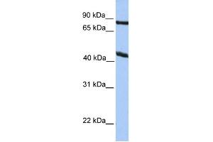 WB Suggested Anti-KCNK4 Antibody Titration:  0. (KCNK4 antibody  (N-Term))