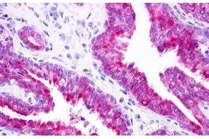 Image no. 2 for anti-G Protein-Coupled Receptor 25 (GPR25) (C-Term) antibody (ABIN1048782) (GPR25 antibody  (C-Term))