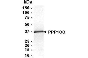 Western Blotting (WB) image for Protein Phosphatase 1, Catalytic Subunit, gamma Isoform (PPP1CC) (AA 1-323) protein (ABIN2468984) (PPP1CC Protein (AA 1-323))