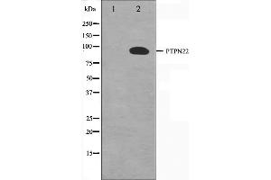 Western blot analysis on HeLa cell lysate using PTPN22 Antibody,The lane on the left is treated with the antigen-specific peptide. (PTPN22 antibody  (C-Term))
