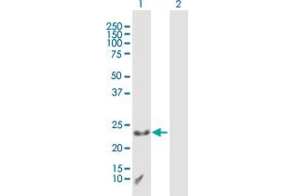 CXX1 antibody  (AA 1-209)