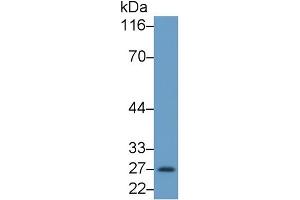 Detection of GZMB in Human PBMC cell lysate using Monoclonal Antibody to Granzyme B (GZMB) (GZMB antibody  (AA 21-247))