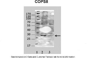 Sample Type: 1. (COPS7A antibody  (Middle Region))