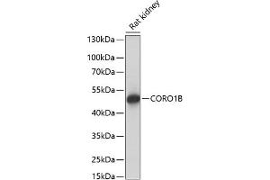 Western blot analysis of extracts of rat kidney, using CORO1B antibody (ABIN7266507) at 1:1000 dilution.