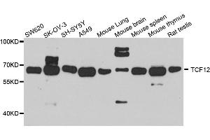 Western blot analysis of extracts of various cell lines, using TCF12 antibody (ABIN5972284) at 1/1000 dilution. (TCF12 antibody)